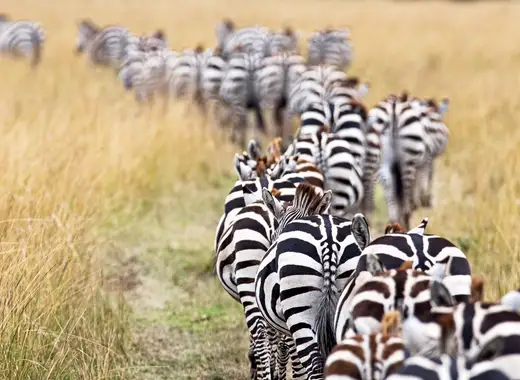 Safari Masai Mara e Praia em Zanzibar